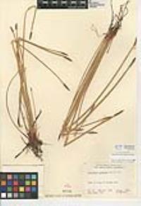 Eleocharis macrostachya image