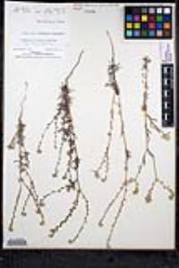 Cryptantha intermedia image