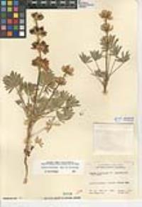 Lupinus subvexus var. subvexus image
