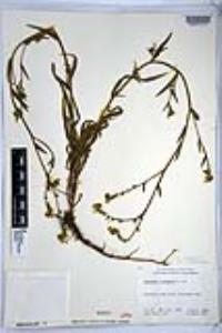 Amsinckia intermedia image