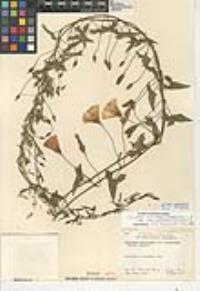 Calystegia macrostegia image