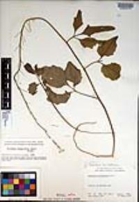 Cardamine californica image
