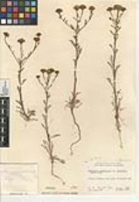 Chaenactis glabriuscula image