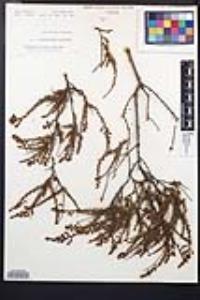 Adenostoma fasciculatum image