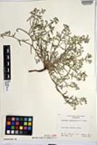 Johnstonella angustifolia image