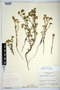 Cryptantha pterocarya var. pterocarya image