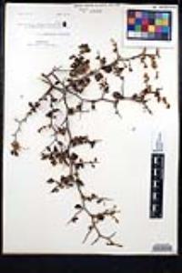 Ceanothus cordulatus image