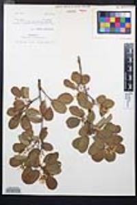 Amelanchier pumila image