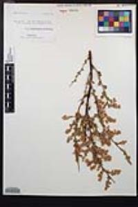 Holodiscus discolor image