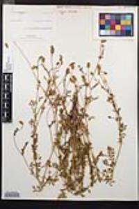 Poteridium occidentale image