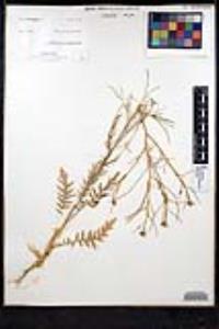 Sisymbrium altissimum image
