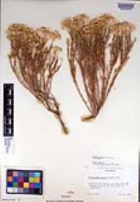 Ericameria cooperi image