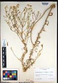 Lepidium montanum image