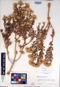Ericameria cuneata var. cuneata image