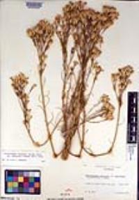 Ericameria nauseosa var. mohavensis image