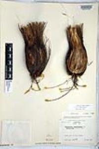 Chlorogalum pomeridianum var. divaricatum image