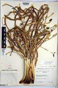 Chlorogalum pomeridianum var. divaricatum image