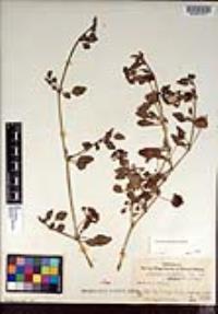 Abronia umbellata image
