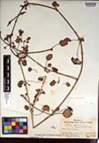Abronia umbellata image