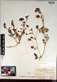 Abronia umbellata image