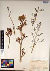 Ehrendorferia chrysantha image