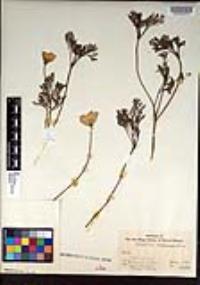 Eschscholzia californica image