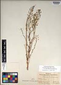 Descurainia pinnata subsp. glabra image
