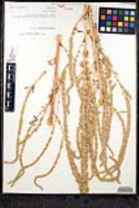 Amaranthus palmeri image