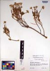 Ericameria linearifolia image