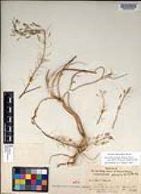 Descurainia pinnata subsp. glabra image