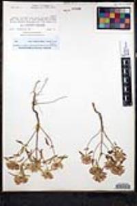 Monardella breweri subsp. lanceolata image