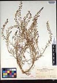 Lepidium nitidum image