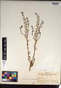 Lepidium virginicum subsp. menziesii image