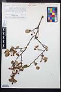 Amelanchier utahensis image