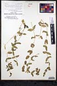 Scutellaria bolanderi subsp. austromontana image