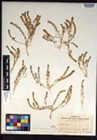 Lepidium dictyotum image