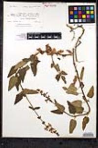 Stachys bullata image