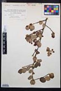 Amelanchier utahensis image