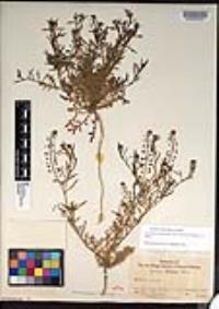 Lepidium virginicum var. robinsonii image