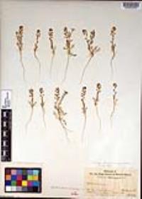 Lepidium oblongum image