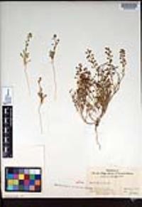 Lepidium nitidum image