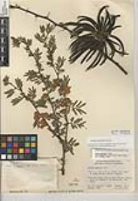 Vachellia farnesiana var. farnesiana image