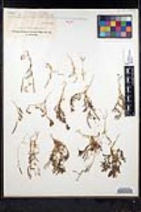 Tropidocarpum gracile image