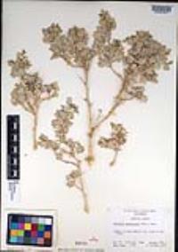 Atriplex hymenelytra image