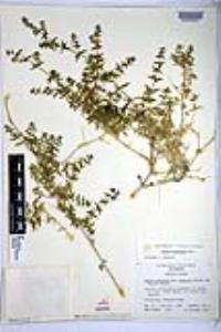 Galium stellatum image