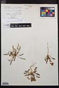 Chylismia claviformis image