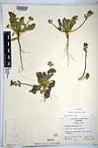 Dithyrea californica image