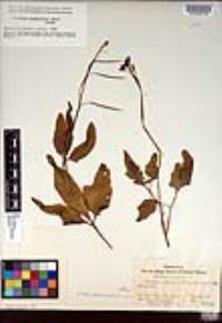 Cardamine californica image