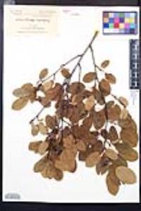 Amelanchier stolonifera image