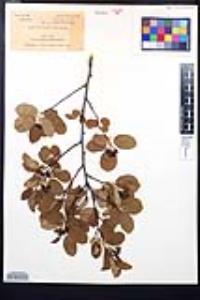 Amelanchier stolonifera image